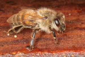 Arbeiterin der Honigbiene